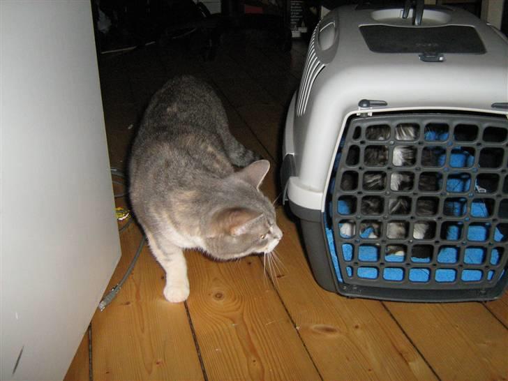 Huskat Happy - Happy ser sin "lillesøster" for første gang billede 16