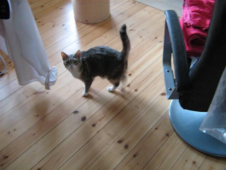 Huskat Happy - Jeg laver ik noget mor billede 17