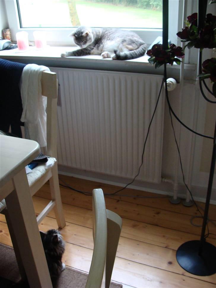 Huskat Happy - Lucky har fået øje på Happys hale bevæger sig. Så Happy ligger lige og hvæsser. billede 18