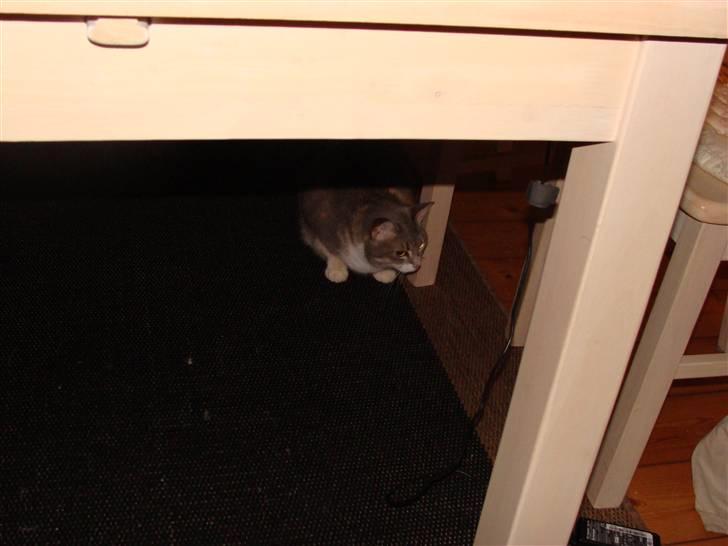 Huskat Happy - Jeg kan godt se dig Lucky billede 19