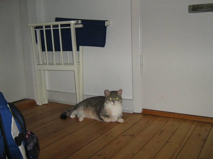 Huskat Happy - Tak for kigget, smid en kommentar og en bedømmelse billede 20