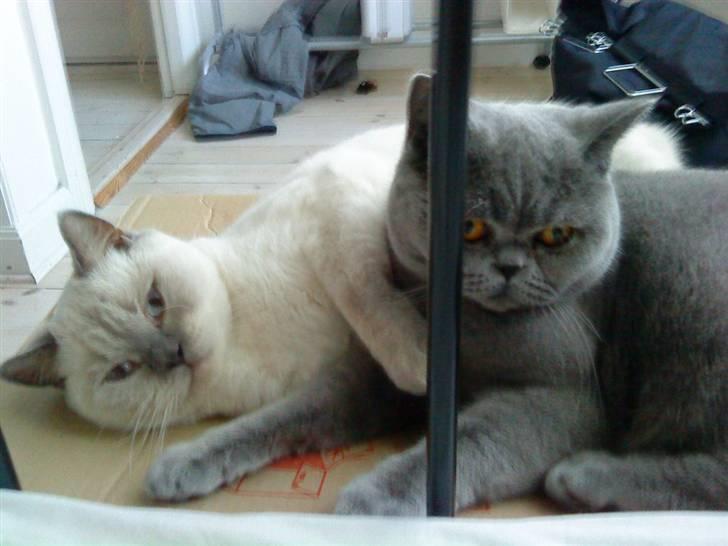 British Shorthair Adonis(Sylvester) Paludan - Denne flyttekasse er vist ikke stor nok til os begge... billede 14