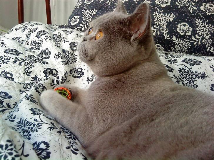 British Shorthair Beachhills Ludwig (Egon) - Hvad var det? En FUGL! billede 16