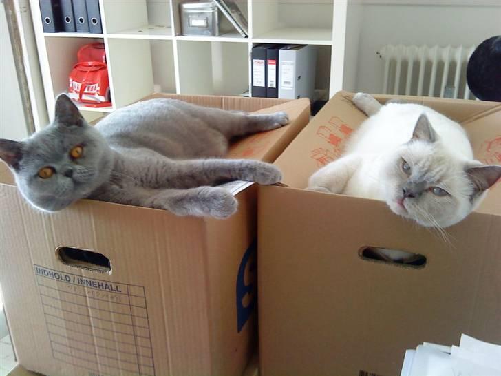 British Shorthair Beachhills Ludwig (Egon) - Vi hjælper med at flytte! billede 17