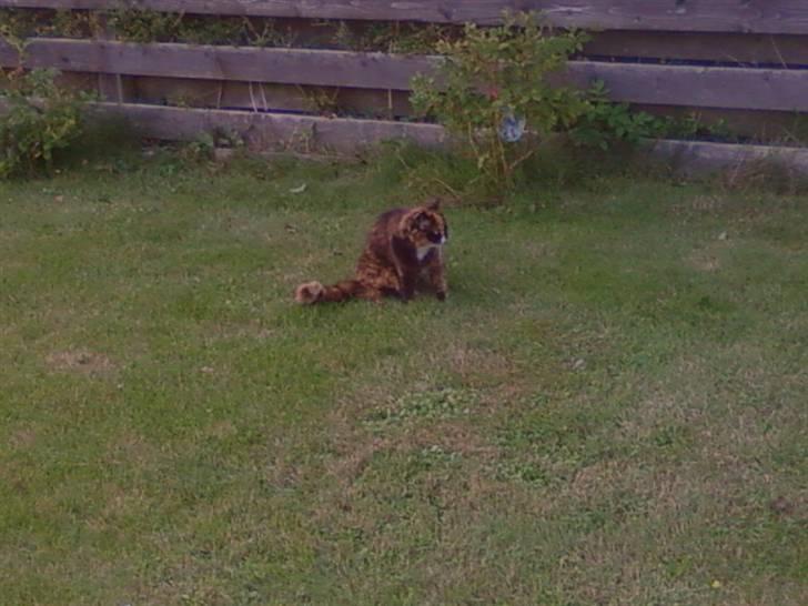 Blanding af racer Mette billede 18