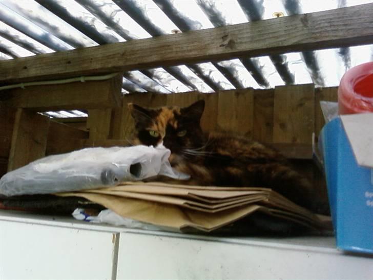 Blanding af racer Mette - fandt hende oppe på skabet i skuret ö) billede 19