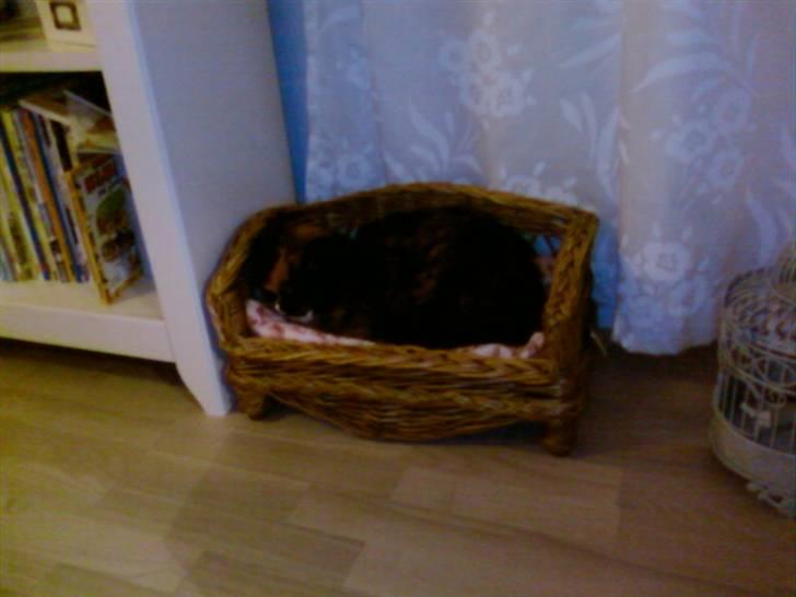 Blanding af racer Mette billede 20