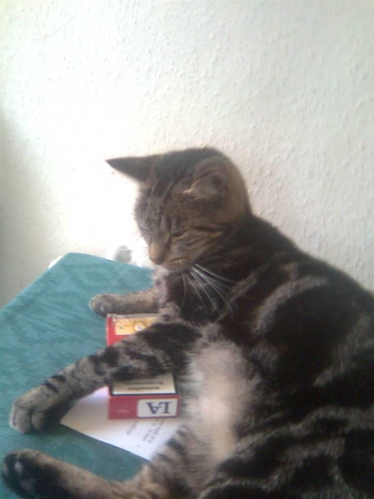 Blanding af racer tarzan<3 billede 11