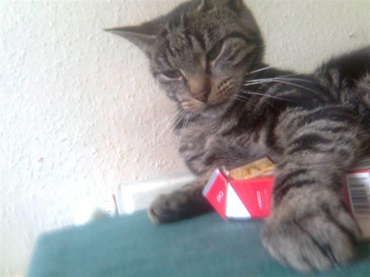 Blanding af racer tarzan<3 billede 12