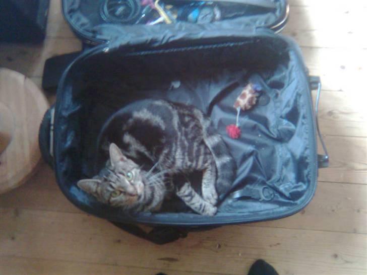 Blanding af racer tarzan<3 billede 13