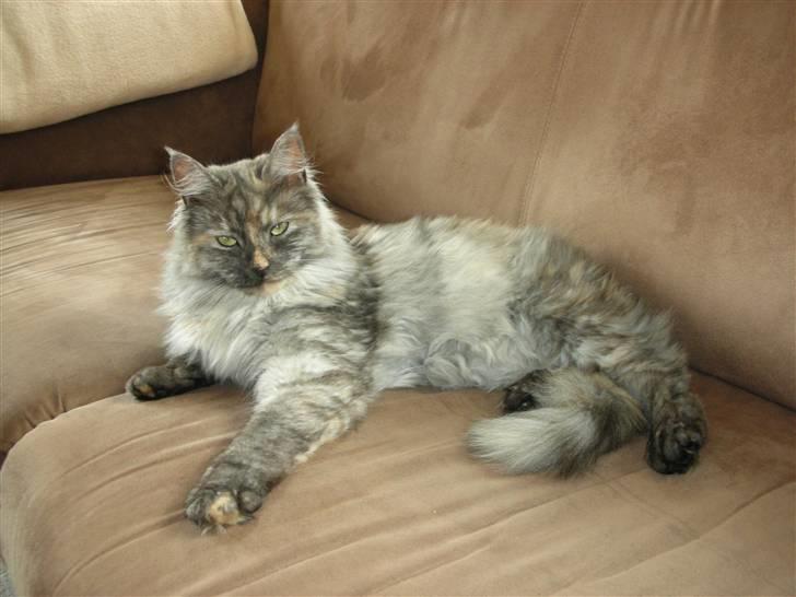 Maine Coon Smokey - Smokey,,,, "Smukke" billede 1