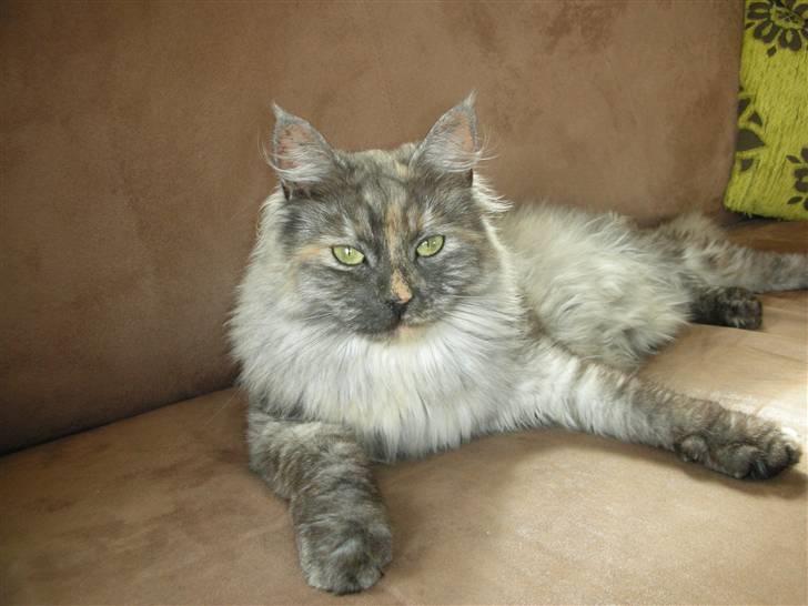 Maine Coon Smokey billede 5