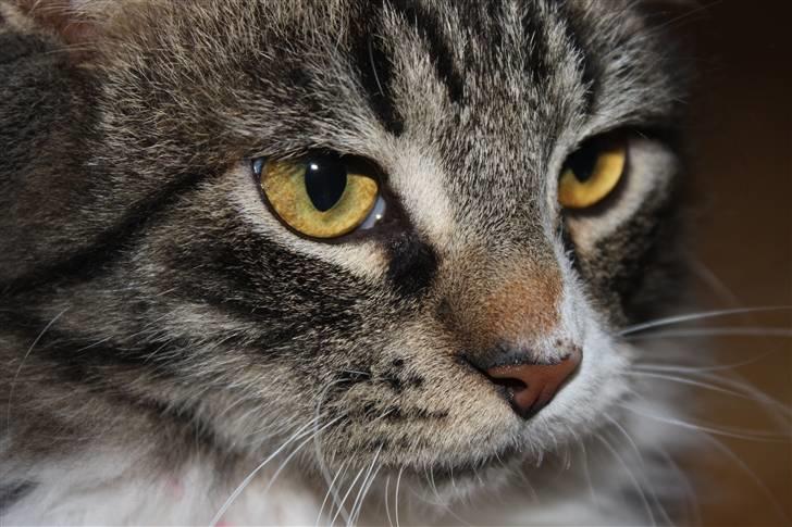 Blanding af racer Frederik<'3 - Velkommen til Frederik´s profil.  billede 1