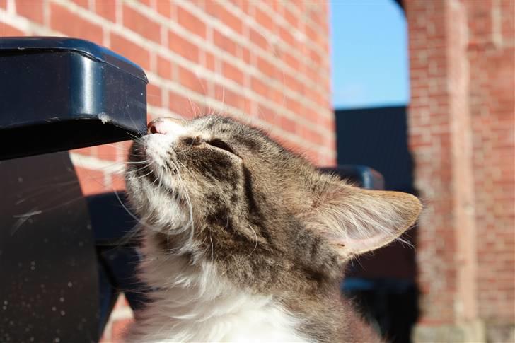 Blanding af racer Frederik<'3 - NYT billede 2