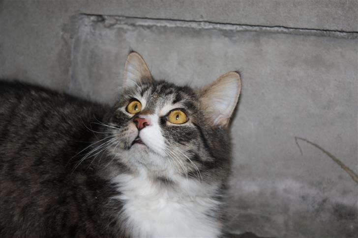 Blanding af racer Frederik<'3 - NYT billede 3