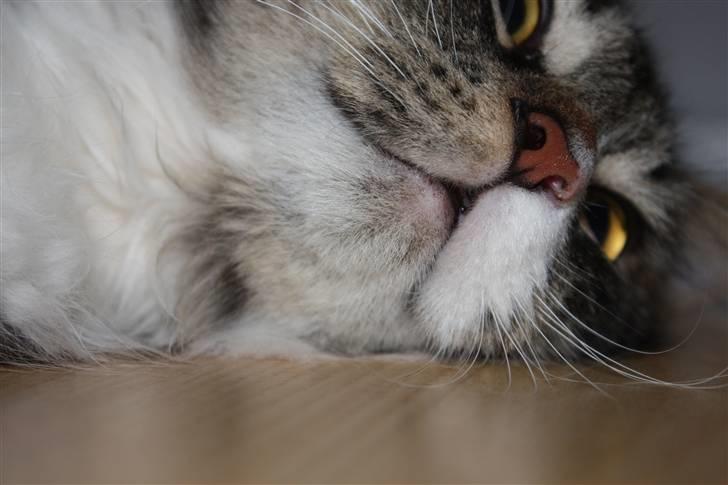 Blanding af racer Frederik<'3 - NYT billede 4