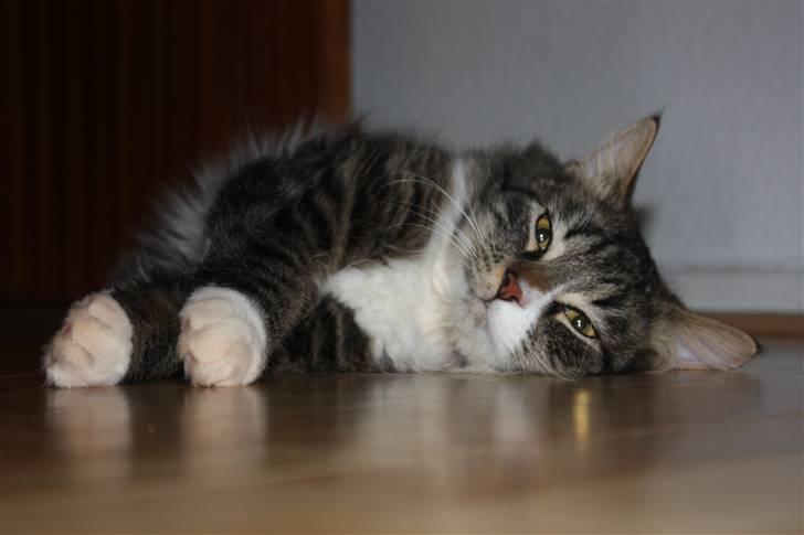 Blanding af racer Frederik<'3 - Frederik billede 5