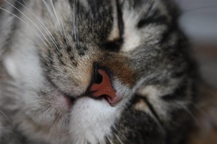 Blanding af racer Frederik<'3 - Frederik billede 6