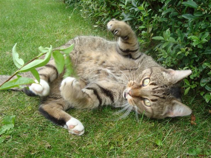 Huskat Elvis - R.I.P Sov godt - Leger med lillebror! :* Foto: Glamberten billede 1