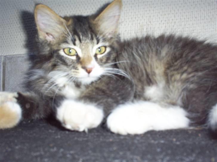 Blanding af racer Frederik<'3 - Frederik billede 7