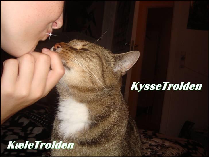 Huskat Elvis - R.I.P Sov godt - Elvis's trick - mysse! Foto: Glamberten billede 2