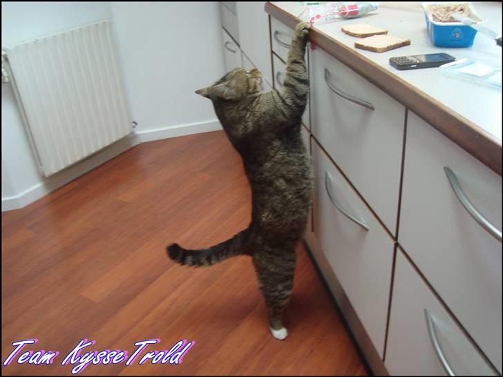 Huskat Elvis - R.I.P Sov godt billede 3