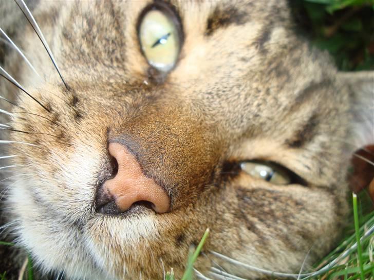 Huskat Elvis - R.I.P Sov godt - Love you billede 4