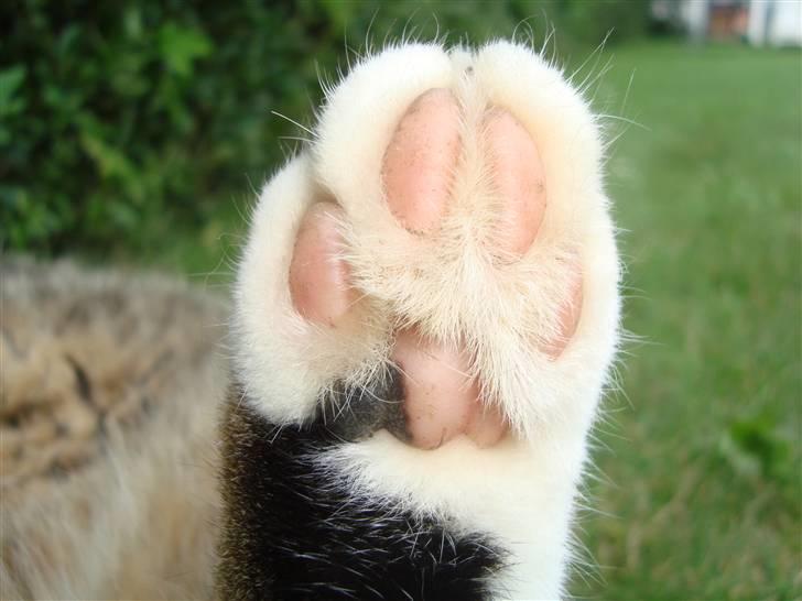 Huskat Elvis - R.I.P Sov godt billede 5