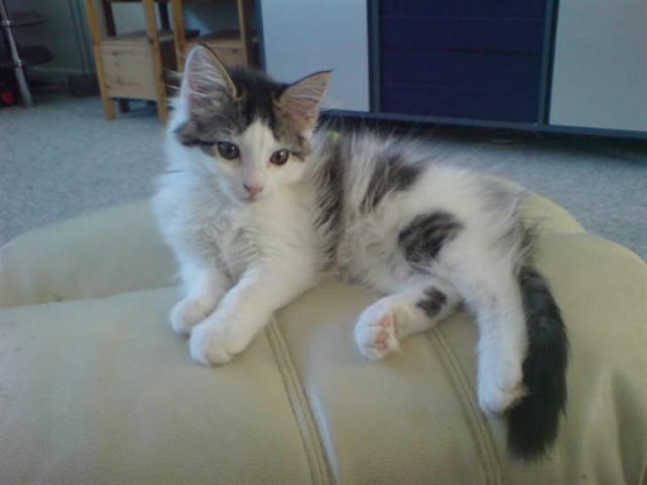 Norsk Skovkat Mille - Velkommen til min side billede 1