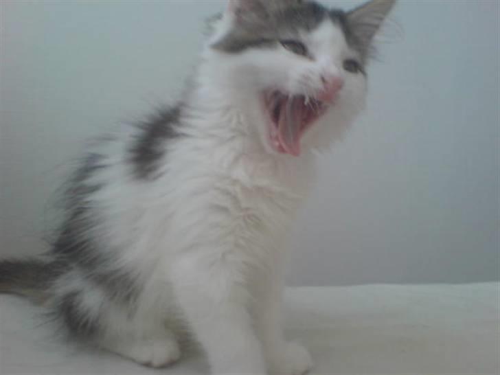 Norsk Skovkat Mille - Her er hun lige stået op. billede 2