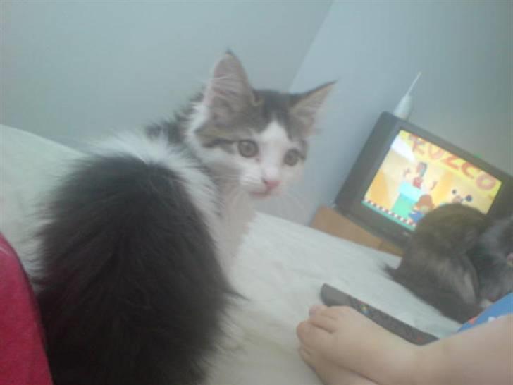 Norsk Skovkat Mille billede 3