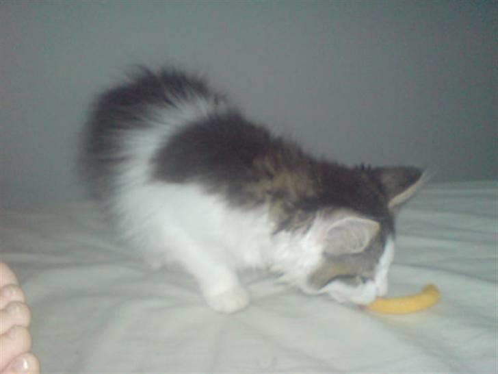 Norsk Skovkat Mille billede 4