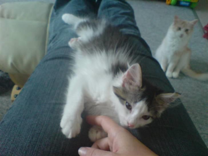 Norsk Skovkat Mille billede 5