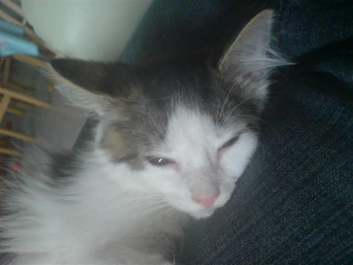 Norsk Skovkat Mille billede 6