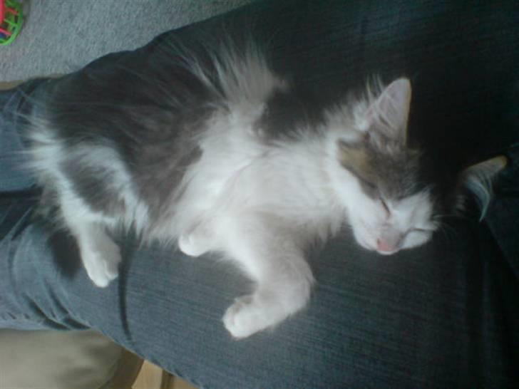 Norsk Skovkat Mille billede 7