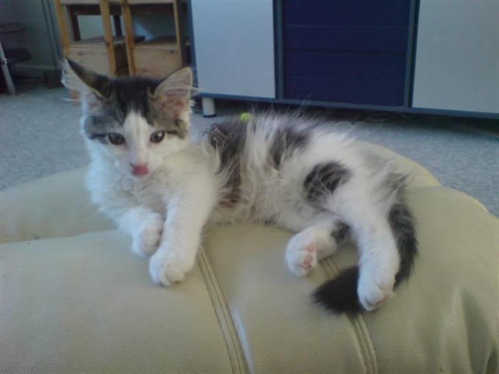 Norsk Skovkat Mille billede 8