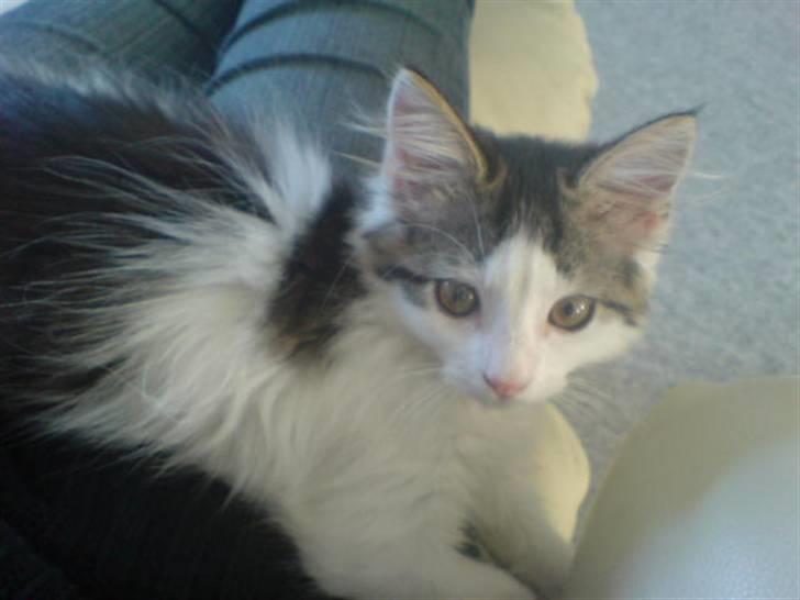 Norsk Skovkat Mille billede 9