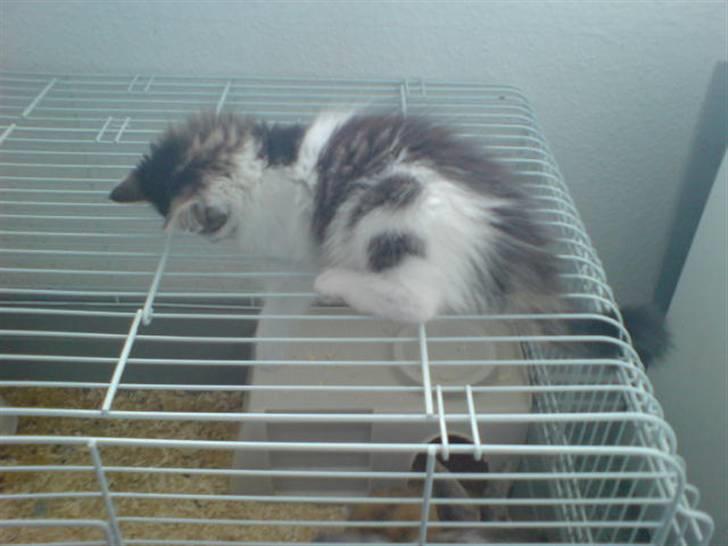 Norsk Skovkat Mille - Her ligger hun og sover oven på kaninburet billede 10