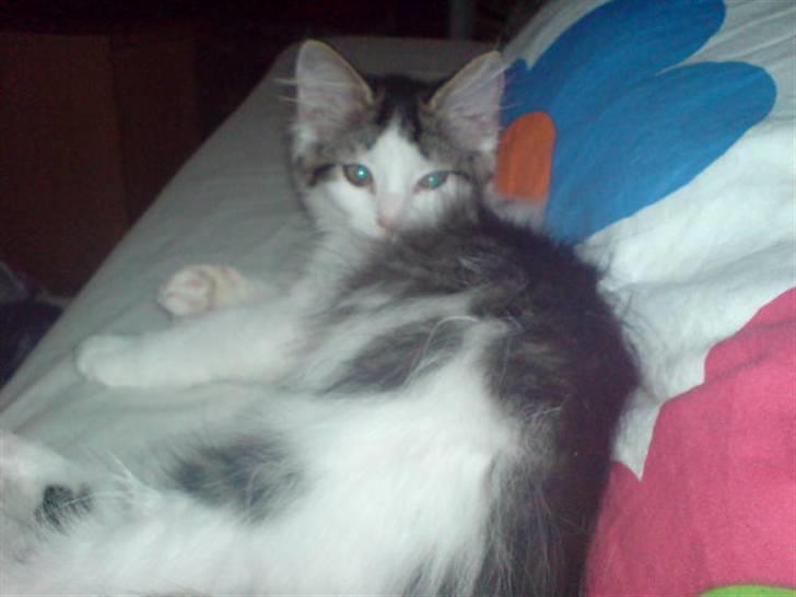 Norsk Skovkat Mille billede 11