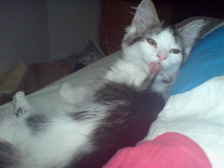 Norsk Skovkat Mille billede 12