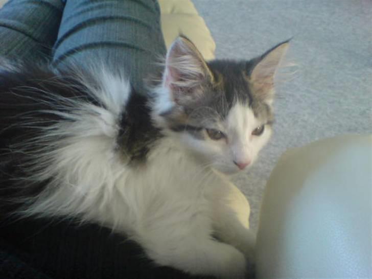 Norsk Skovkat Mille billede 13