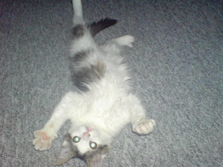 Norsk Skovkat Mille billede 14