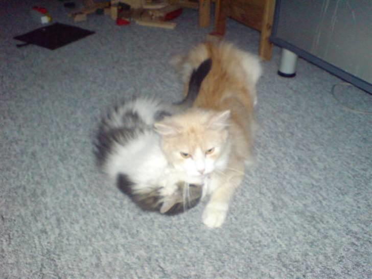 Norsk Skovkat Mille - Elinor får lige tæsk billede 15