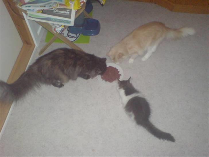 Norsk Skovkat Mille - Her er så alle mine lækre katte :-) billede 16