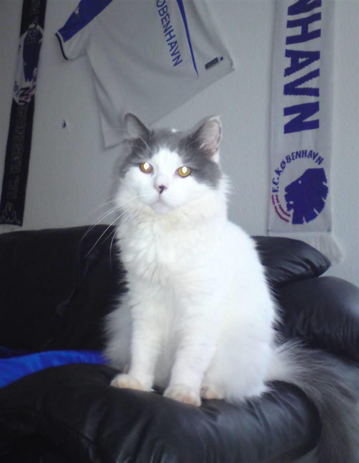 Blanding af racer Diego billede 10