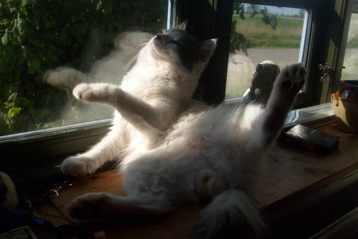 Blanding af racer Diego billede 11