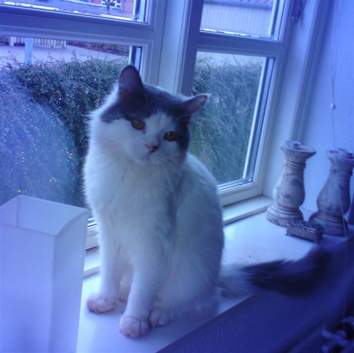 Blanding af racer Diego billede 12