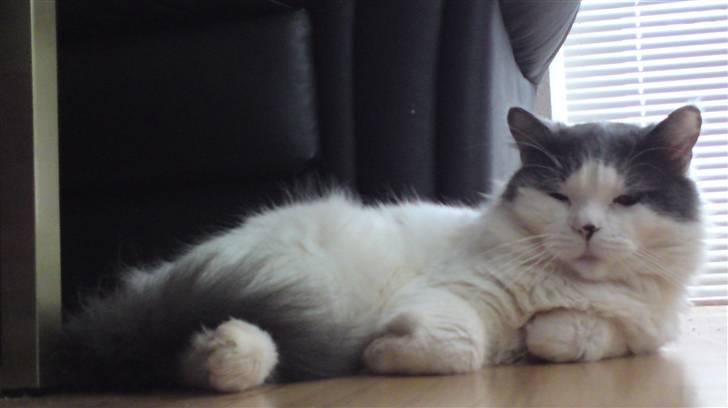 Blanding af racer Diego billede 13