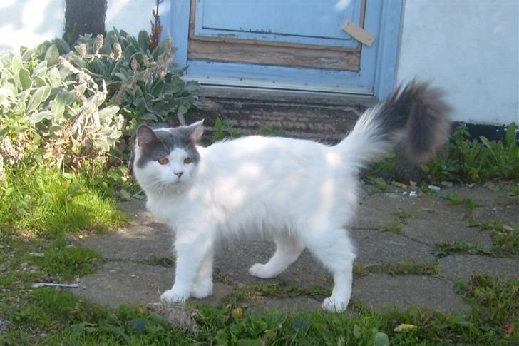 Blanding af racer Diego billede 14