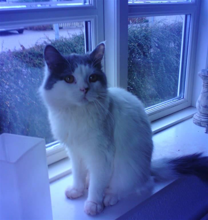 Blanding af racer Diego billede 15